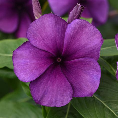 Discover the Striking Beauty of Vinca Tattoo Blueberry Flowers